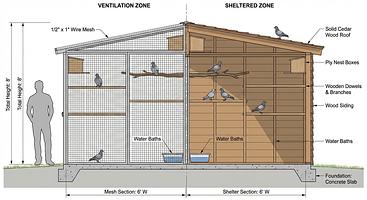 Pigeon Rescue: Creating Safe Habitats and Housing with Seasonal Considerations