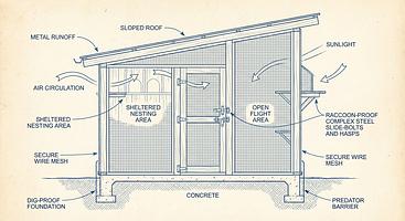 Pigeon Rescue: Troubleshooting Habitat & Housing Challenges for Safe Environments